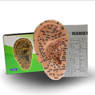 中医耳穴模型16cm按摩耳部反射区耳模型刻字全中文针灸穴位模型